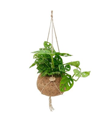 Monstera Obliqua Monkey Mask XL